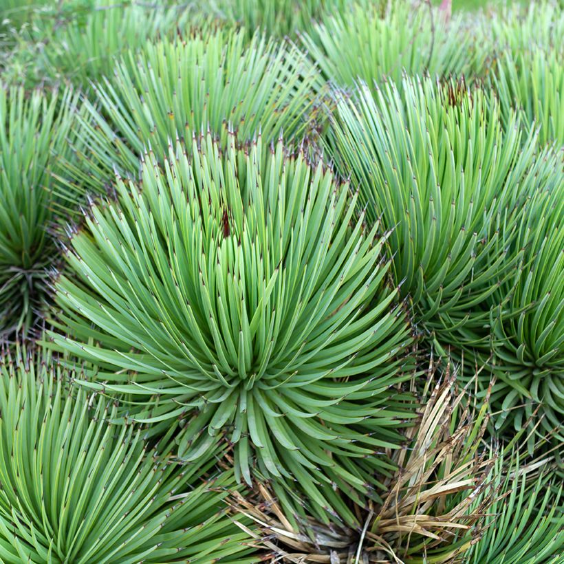 Agave stricta (Port)