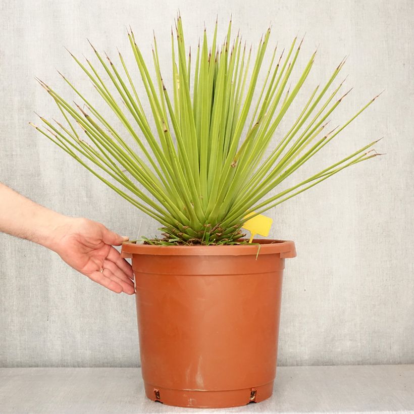 Spécimen de Agave stricta Pot de 12L/15L, 40/50 diamètre tel que livré au printemps