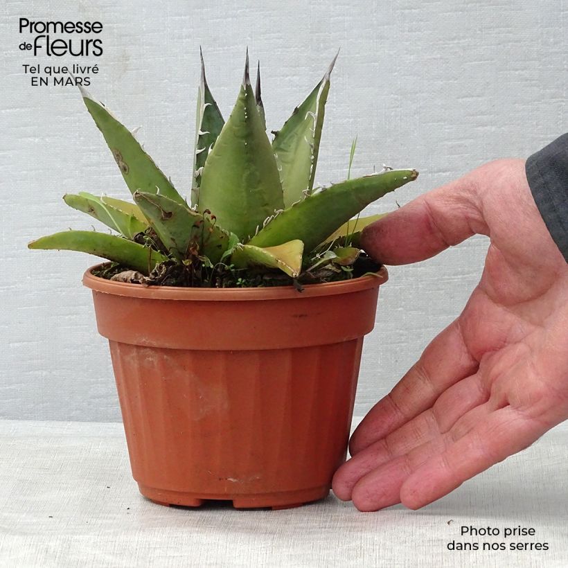 Spécimen de Agave titanota Pot de 12 cm / 13 cm tel que livré au printemps