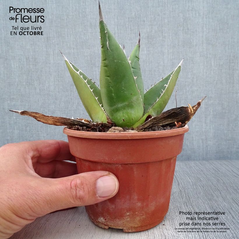 Spécimen de Agave titanota Pot de 12 cm / 13 cm tel que livré en automne