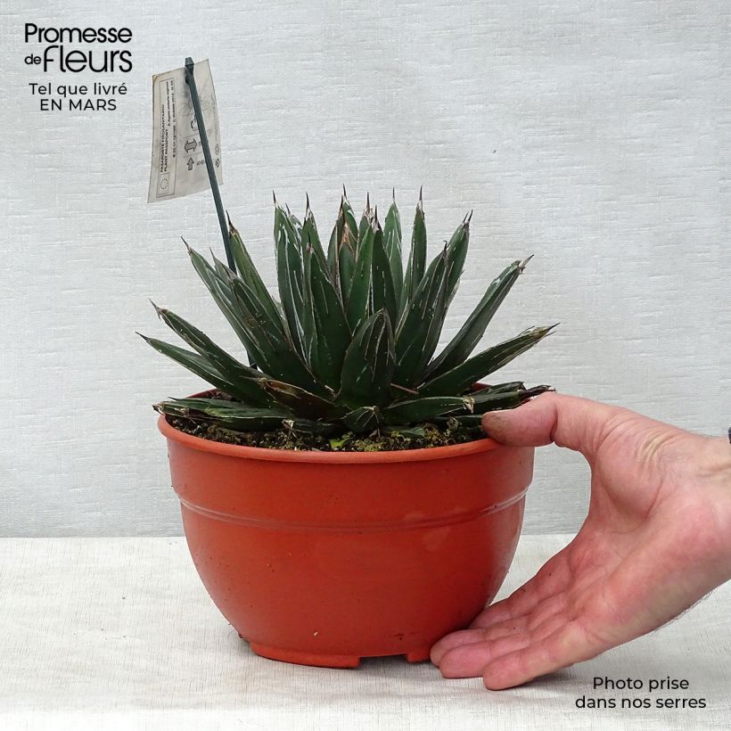 Example of Agave victoriae reginae - Agave de la Reine Victoria Pot de 2L/3L as you get in printemps