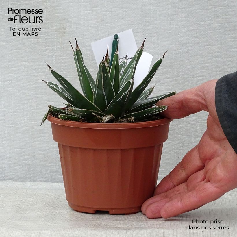 Example of Agave victoriae reginae - Agave de la Reine Victoria Pot de 12 cm / 13 cm as you get in printemps