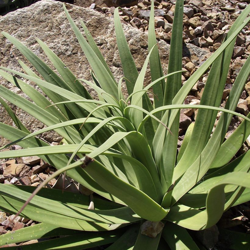 Agave bracteosa (Feuillage)