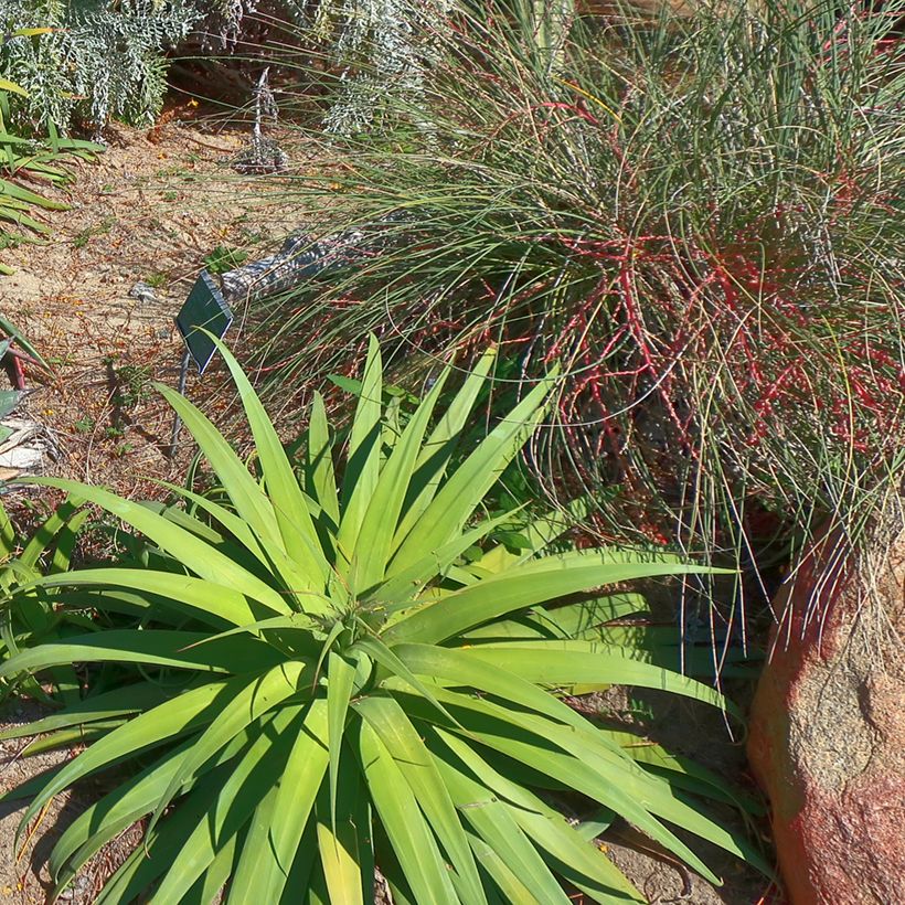 Agave bracteosa (Port)