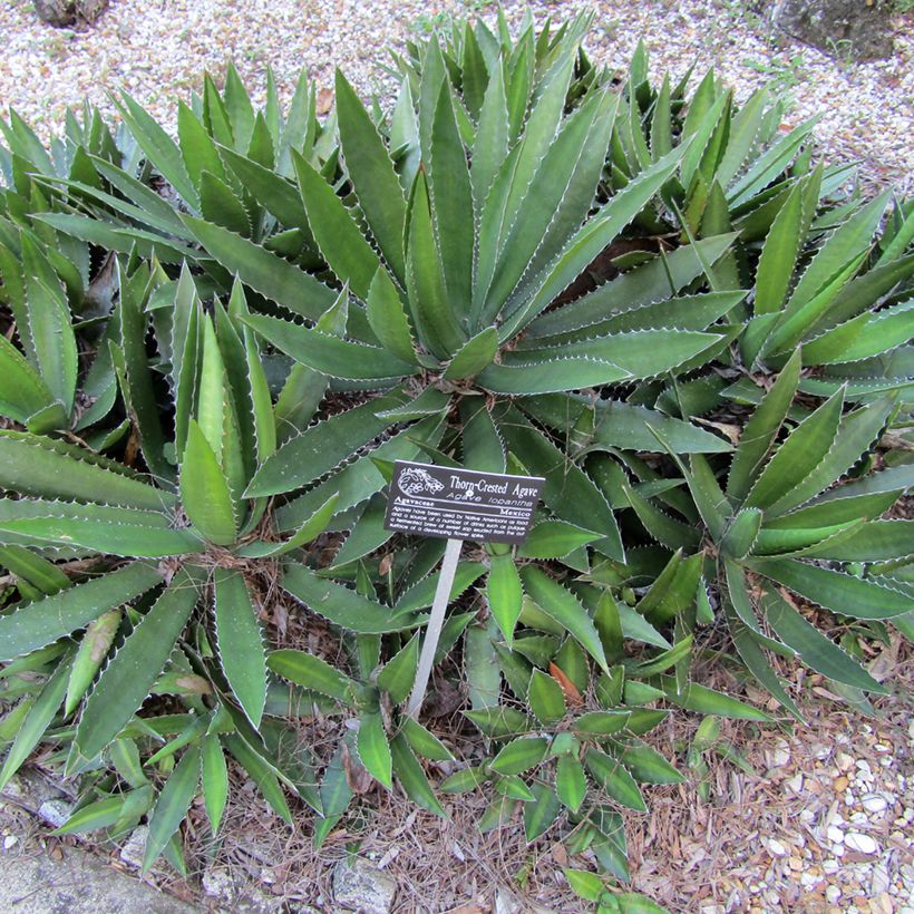Agave lophantha - Agave à crête épineuse (Port)