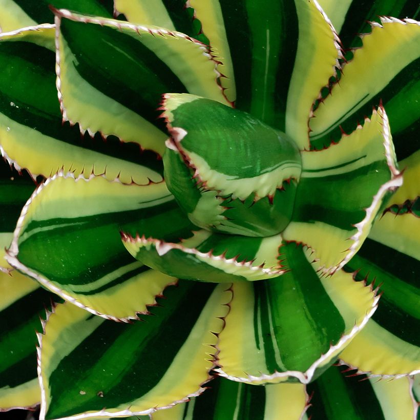 Agave lophantha Quadricolor - Agave à quatre couleurs (Feuillage)