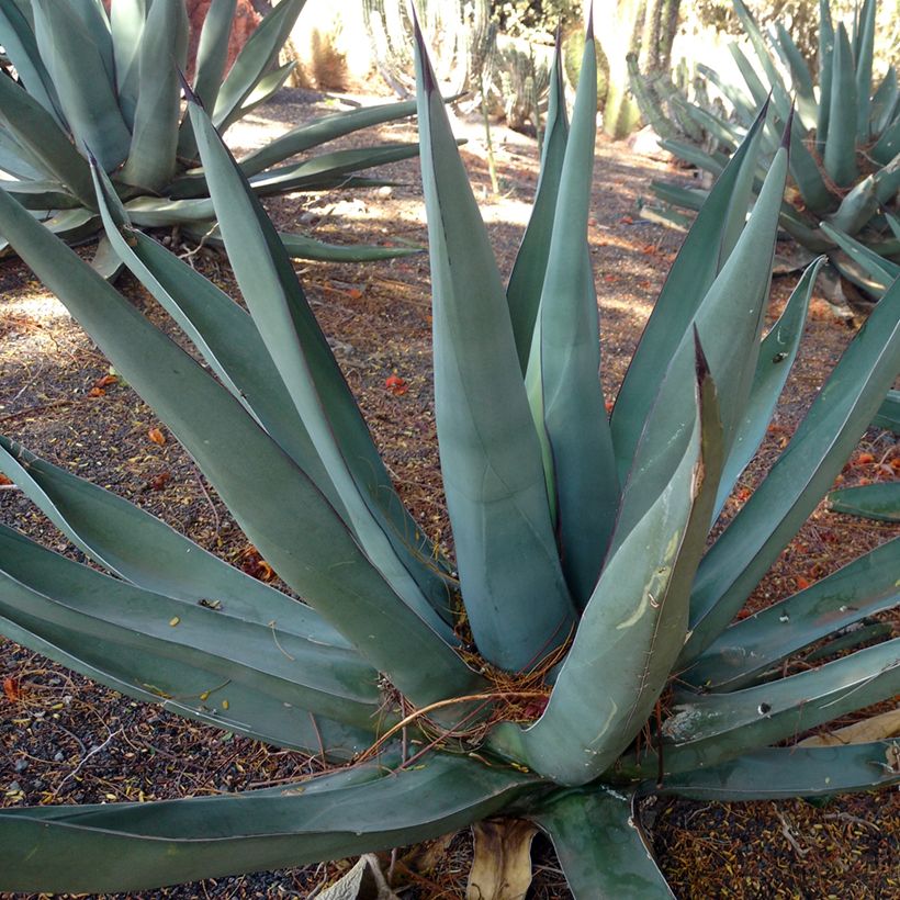 Agave x nigra (Port)