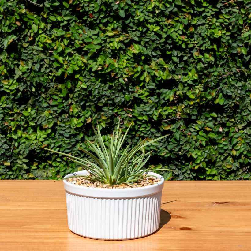 Agave stricta Nana (Port)