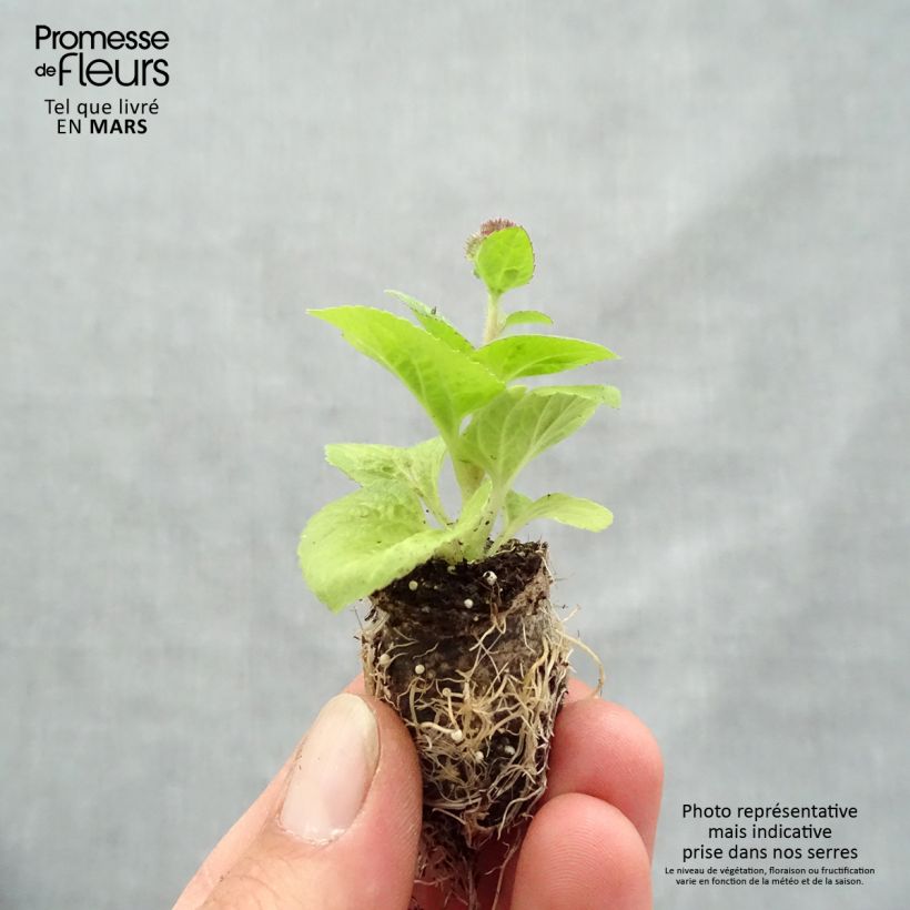 Spécimen de Ageratum Cushion Violet - Agérate du Mexique Mini-motte Ø 1,5/2,5 cm tel que livré au printemps