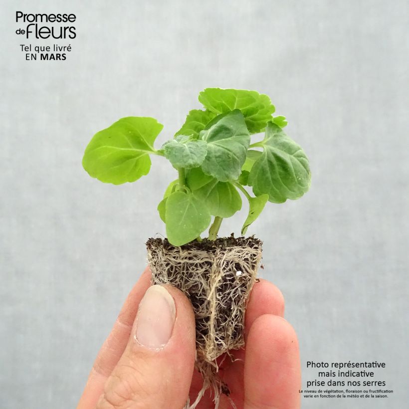 Spécimen de Ageratum haut City Blue Jardimotte : motte 3,8 cm x 3,2 cm en plaque de culture par 16 tel que livré au printemps