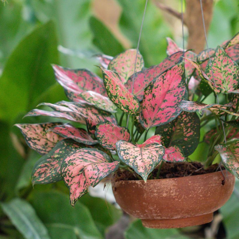 Aglaonema Beauty (Plant habit)
