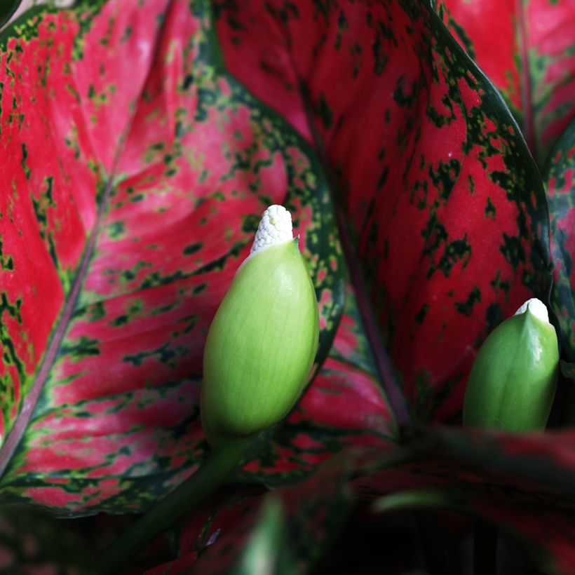 Aglaonema Red Valentine (Floraison)