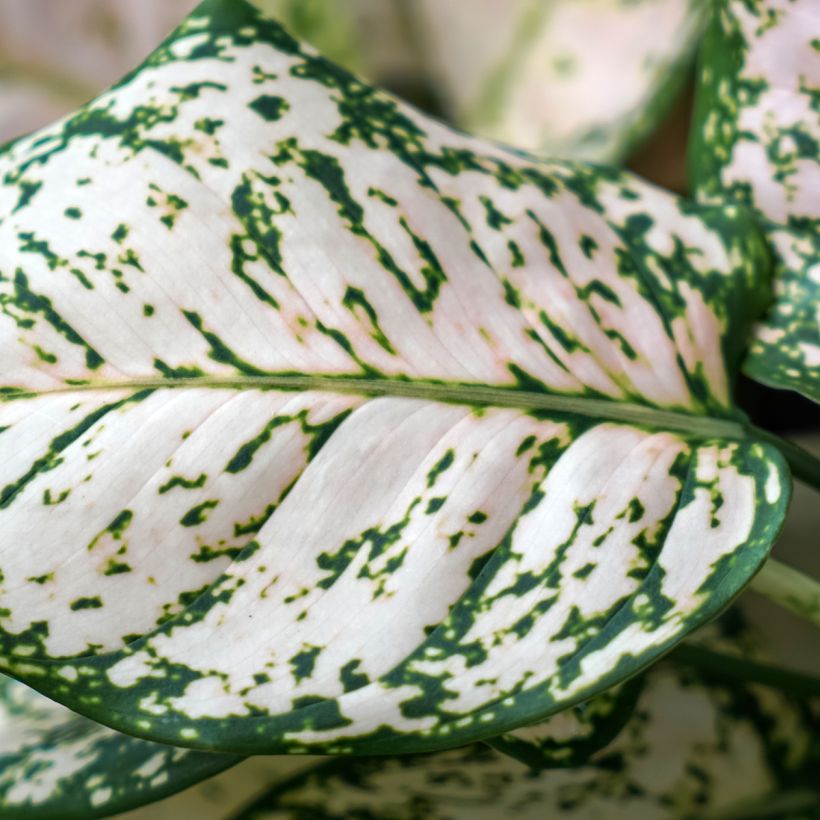 Aglaonema Variegata Pearls (Foliage)