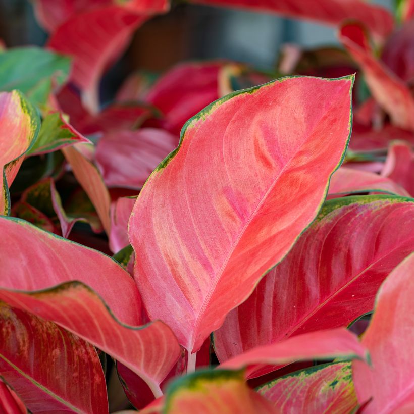 Aglaonema Rich Red (Feuillage)