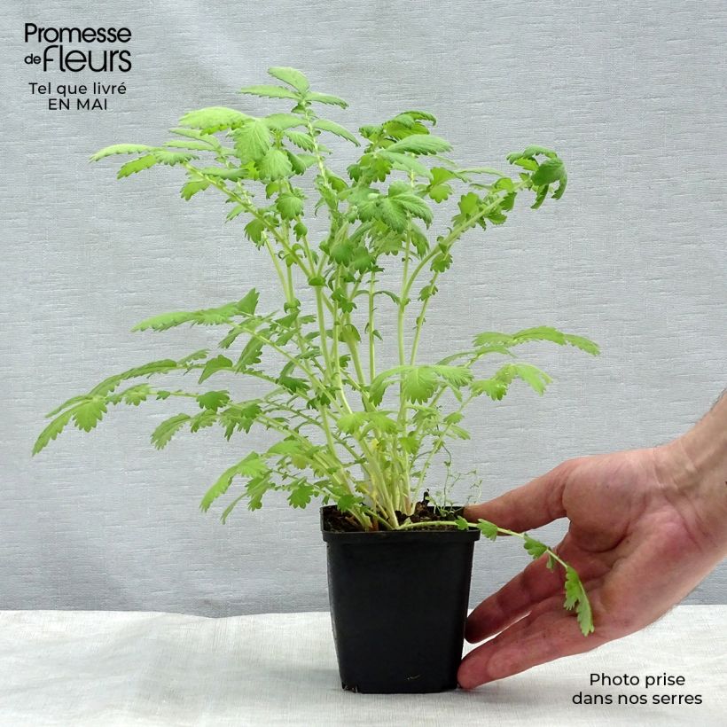 Spécimen de Agrimonia eupatoria Alba Godet de 8/9 cm tel que livré au printemps