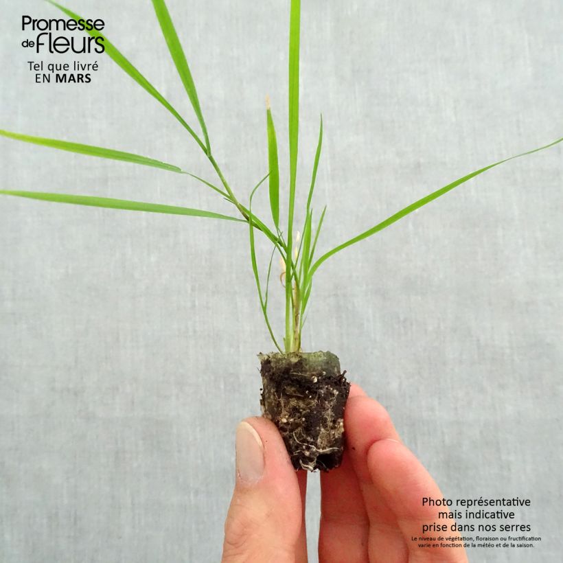 Spécimen de Agrostis stolonifera Green Twist - Bamboo Grass Mini-motte Ø 1,5/2,5 cm, Plant vert de 5 cm de haut en minimottes tel que livré au printemps
