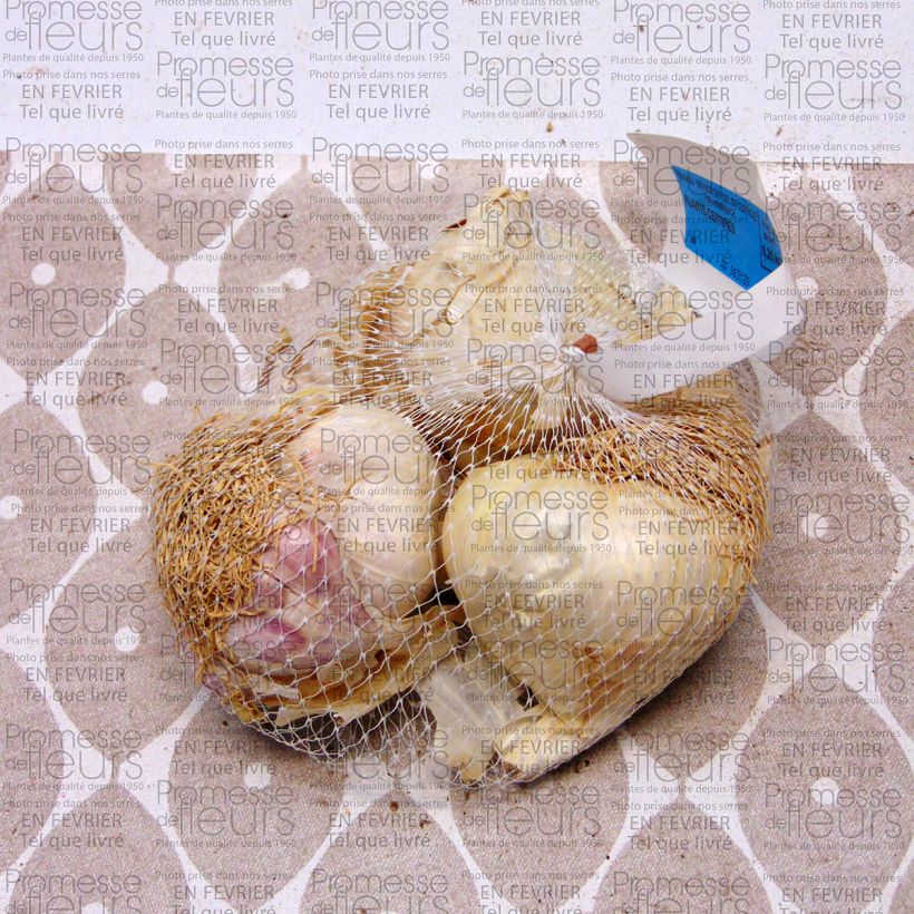 Exemple de spécimen de Ail Printanor - Allium sativum Pièce calibre 45/+ mm, Sac de 250g tel que livré