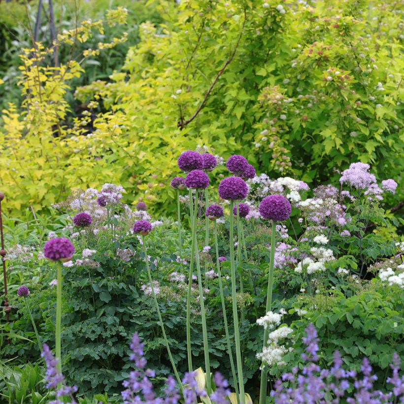 Ail d'ornement - Allium Ambassador (Plant habit)
