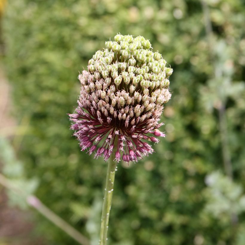 Ail d'ornement - Allium Forelock (Floraison)