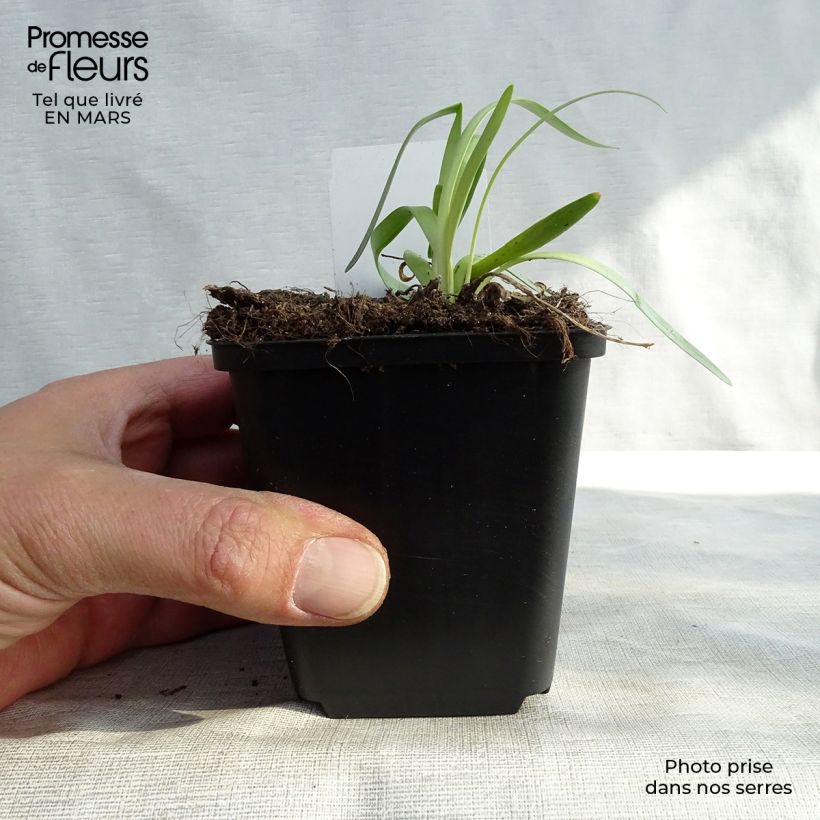 Example of Ail d'ornement - Allium Millenium Godet de 8/9 cm as you get in printemps