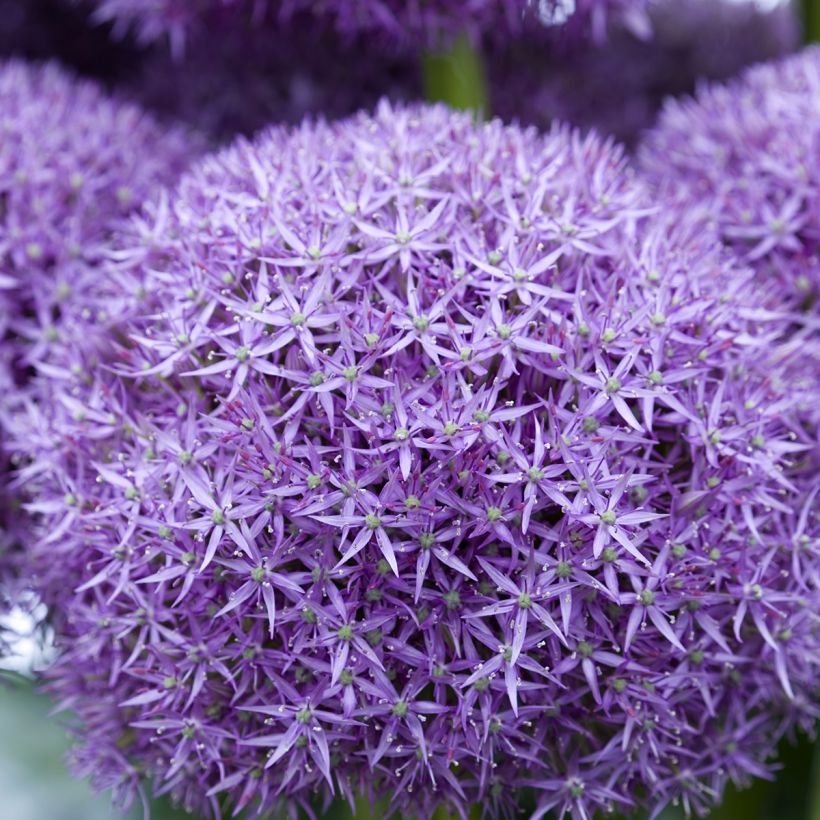 Ail d'ornement - Allium Pinball Wizard (Flowering)