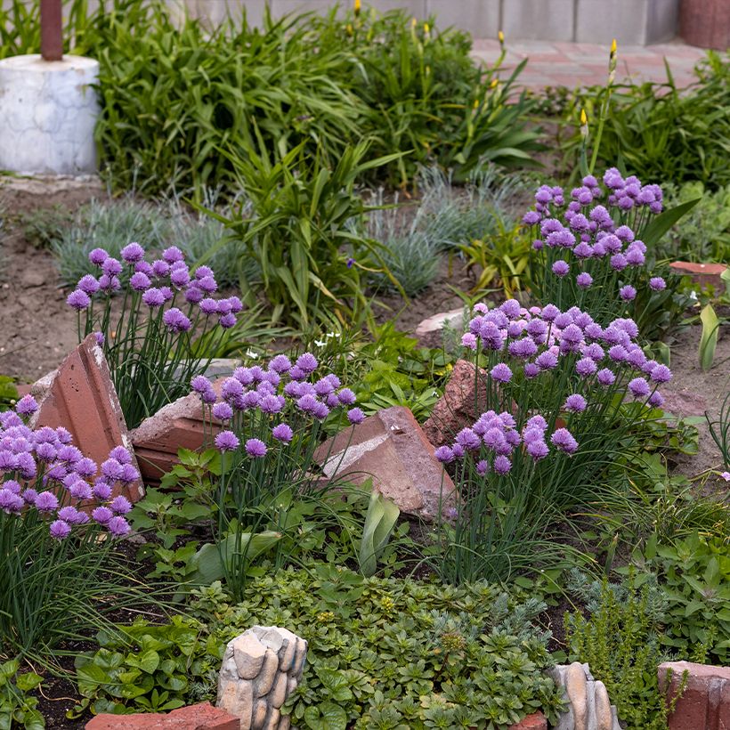 Ail d'ornement - Allium Serendipity (Port)