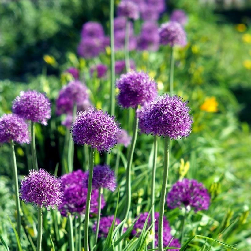 Ail d'ornement - Allium aflatunense Purple Sensation (Plant habit)
