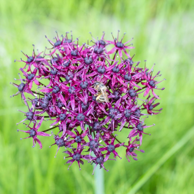 Ail d'ornement - Allium atropurpureum (Flowering)