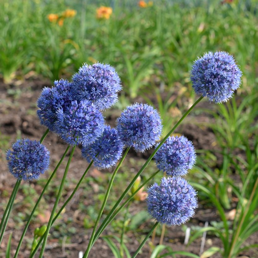 Ail d'ornement - Allium caeruleum (Plant habit)