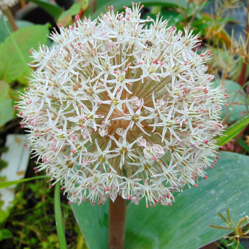 Allium karataviense - Ail d'ornement du Turkestan (Floraison)