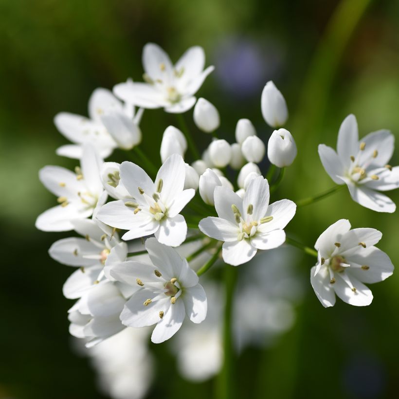 Ail d'ornement - Allium neapolitanum Groupe Cowanii (Flowering)