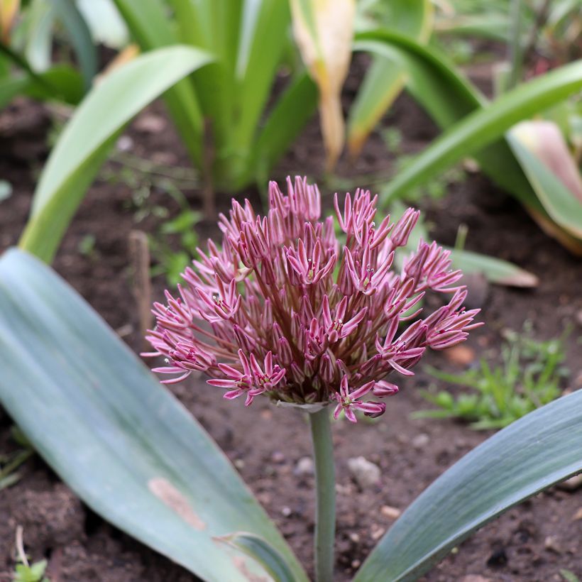 Ail d'ornement - Allium nevskianum (Plant habit)