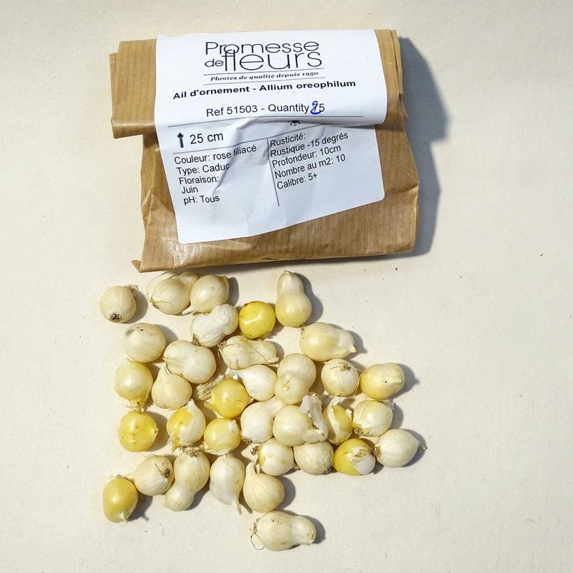 Example of Ail d'ornement - Allium oreophilum Bulbe calibre 3 as you get