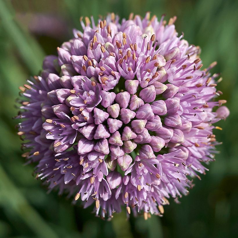 Ail d'ornement - Allium senescens Avatar (Flowering)