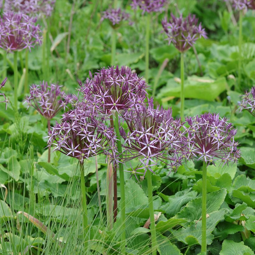 Ail d'ornement Etoile de Perse - Allium christophii ou albopilosum (Plant habit)