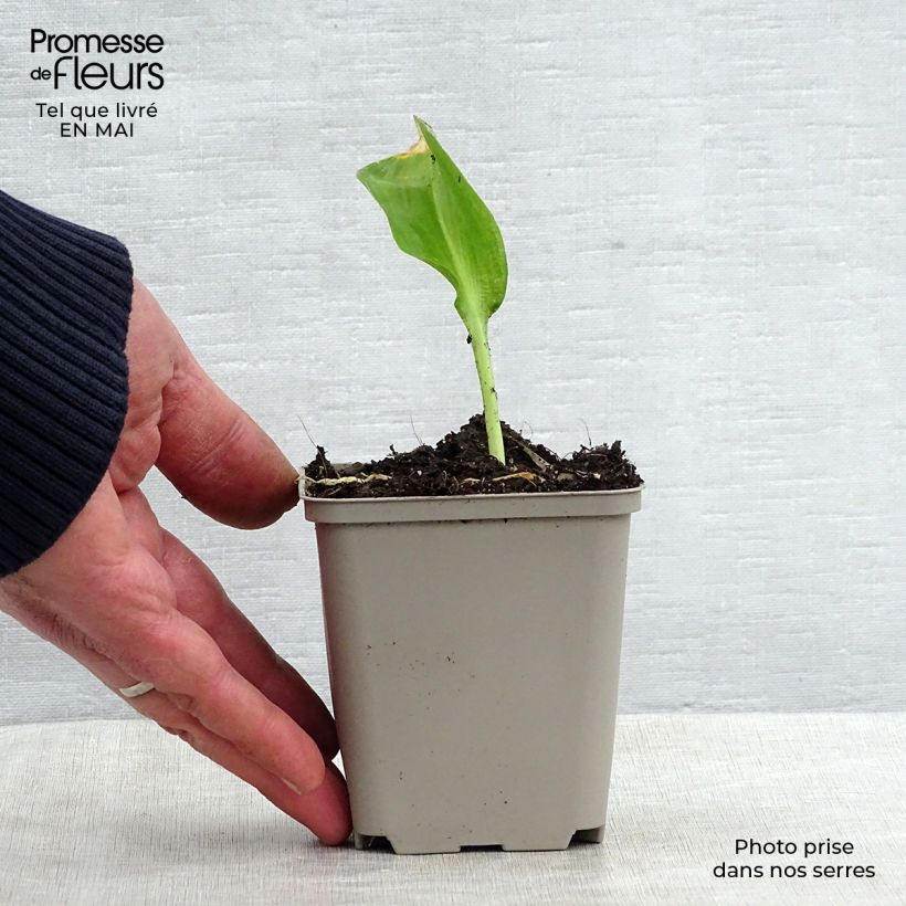 Spécimen de Ail des Ours - Allium ursinum Godet de 7/8 cm tel que livré au printemps