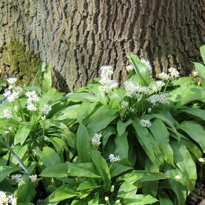 Ail des Ours - Allium ursinum (Port)