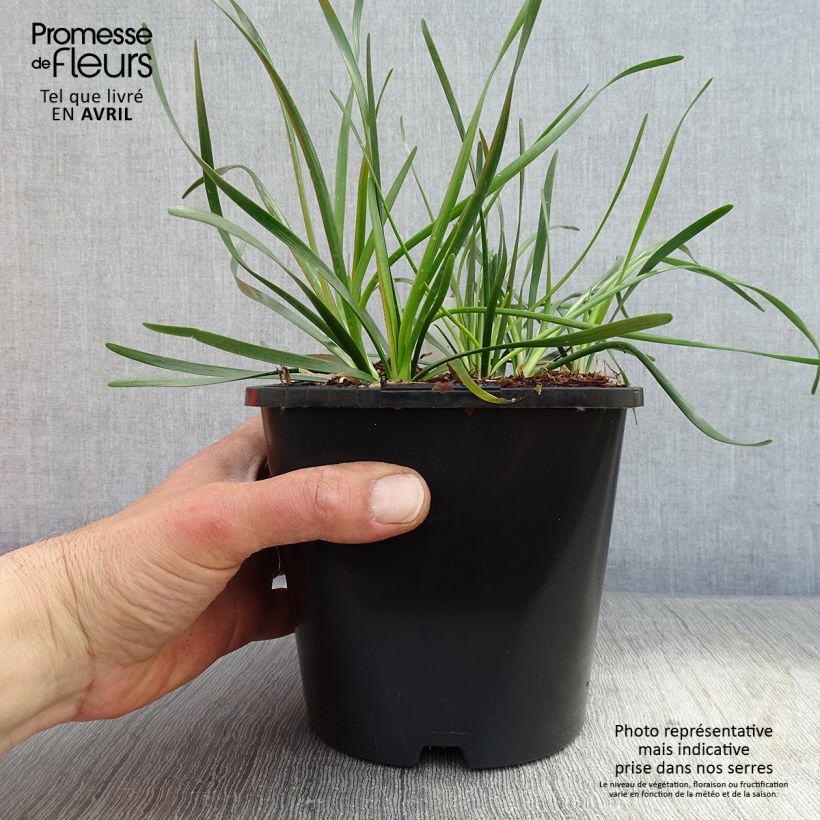 Example of Ail d'ornement - Allium senescens Lisa Green Pot de 2L/3L as you get in printemps