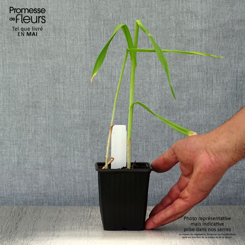 Spécimen de Ail rocambole - Allium scorodoprasum Godet de 8/9 cm tel que livré au printemps