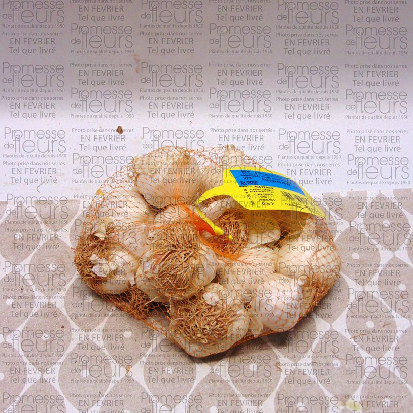 Exemple de spécimen de Ail rose Arno - Allium sativum Pièce calibre 28/40 mm, Sac de 250g tel que livré