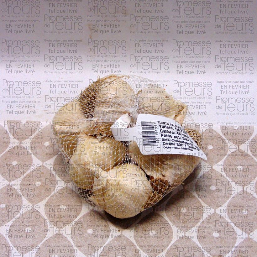 Exemple de spécimen de Ail rose Gayant - Allium sativum en plants Pièce calibre 28/40 mm, Sac de 500g tel que livré