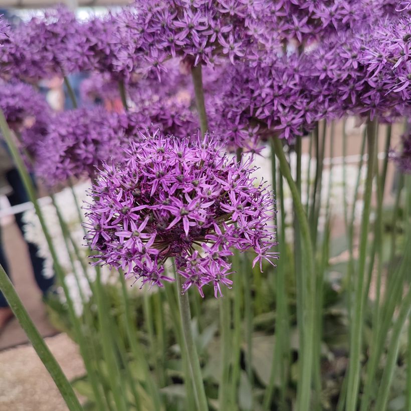 Ail d'ornement - Allium Chicago (Floraison)