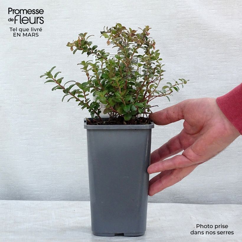 Spécimen de Airelle rouge Bio - Vaccinium vitis idaea Pot de 1L/1,5L, Buisson tel que livré au printemps