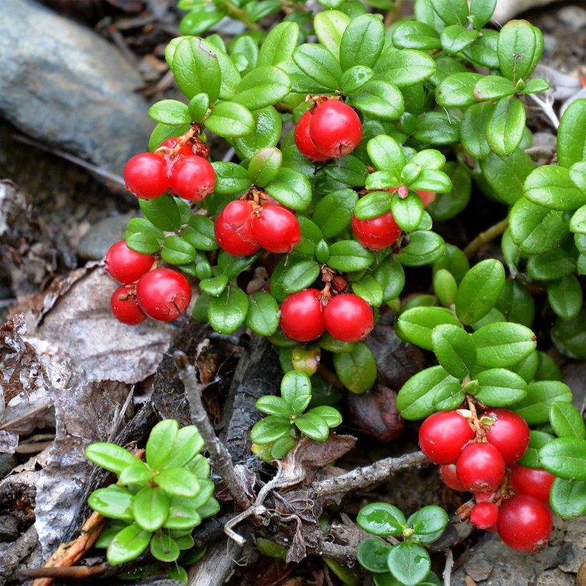 Airelle rouge Red Pearl - Vaccinium vitis-idaea (Plant habit)