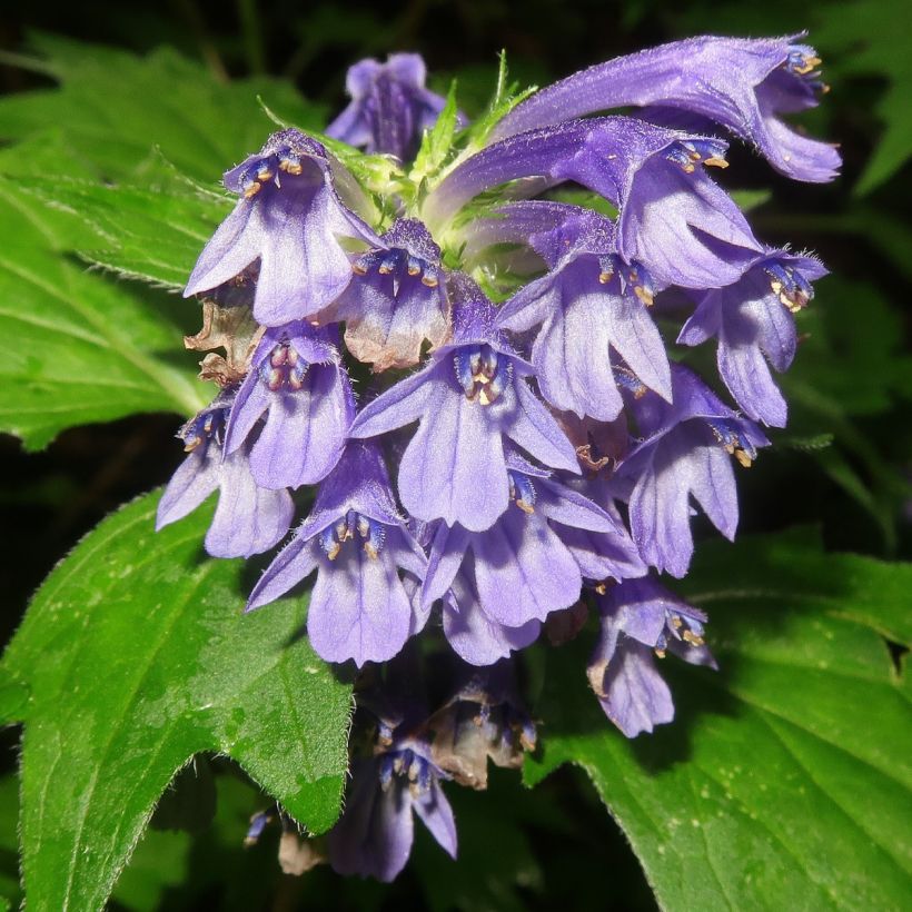 Ajuga incisa (Flowering)