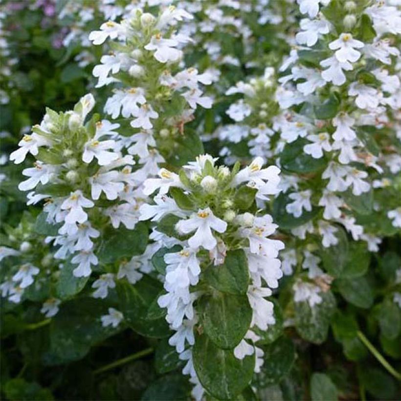 Ajuga reptans Alba - Bugle rampant (Flowering)