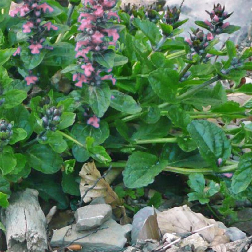 Bugle rampante, Ajuga reptans Pink Elf (Foliage)