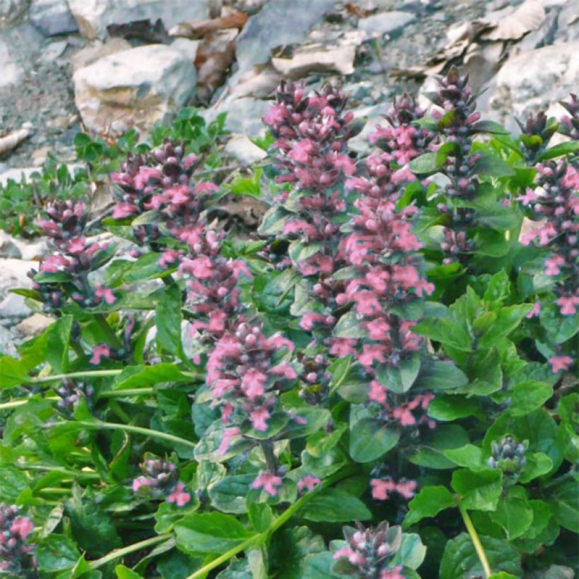 Bugle rampante, Ajuga reptans Pink Elf (Flowering)