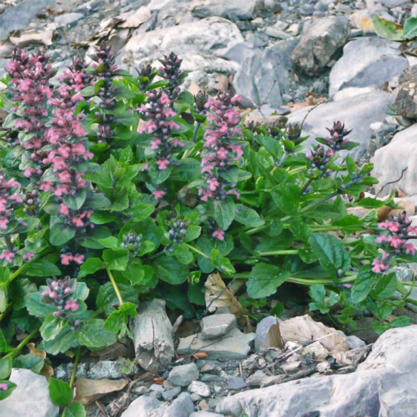 Bugle rampante, Ajuga reptans Pink Elf (Plant habit)