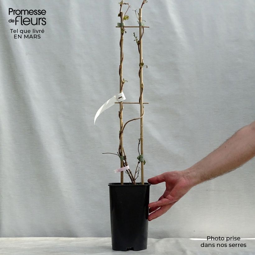 Spécimen de Akebia longeracemosa - Akébie à longue grappe Pot de 2L/3L tel que livré au printemps